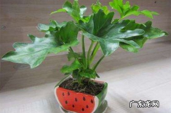 春羽如何繁殖 春羽怎么繁殖