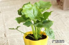 春羽怎么繁殖 春羽花的养殖方法和注意事项