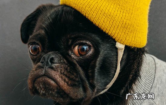 世界十大凶犬 缉毒犬品种有几种