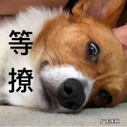 狗狗旺主人吗 “旺家”狗都有的特征，你家狗子有吗？