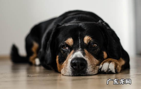 狗狗鼻子上边龟裂了 为什么狗的鼻子下面有一条缝