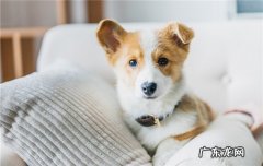 狼会把狗当同类吗 狼和狗能繁育后代吗