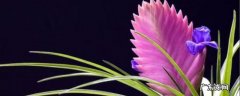 铁兰花好养活吗 铁兰能养几年