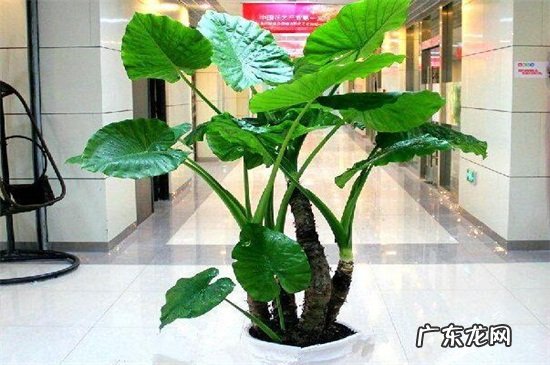 海芋适合放在家里吗 海芋适合室内养吗