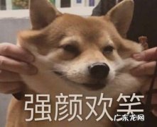 《逃离》 宠物那些大型社死瞬间，连夜买票逃离地球吧！