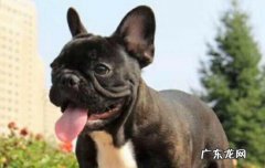 为什么不能养斗牛犬 斗牛犬为什么被禁养
