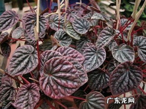 柳叶椒草的养殖方法 皱叶椒草的养殖方法