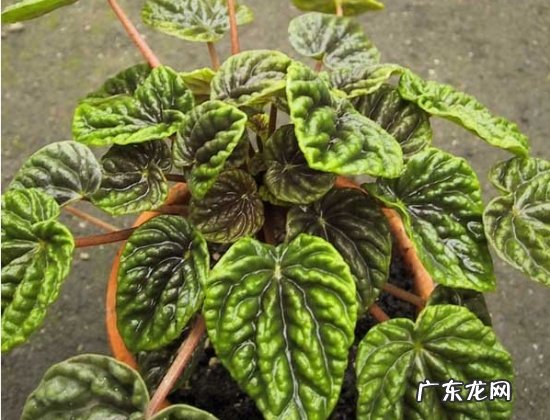 柳叶椒草的养殖方法 皱叶椒草的养殖方法