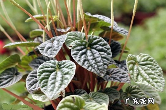 柳叶椒草的养殖方法 皱叶椒草的养殖方法