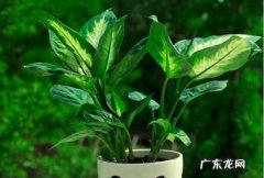 银皇后好养活吗 银皇帝的养殖方法