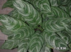 家里养银皇后好还是不好 银皇帝养护需注意些什么