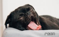养柴犬的人都后悔了 黑柴犬和四眼土狗的区别