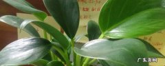 植物叶子有黄斑怎么办 绿帝王叶子上有黄斑病怎么治疗