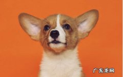 和杜宾犬很像的狗是什么品种 杜宾犬是什么性格的狗