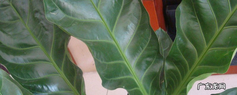 绿帝王图片和养殖技术 绿帝王养殖方法