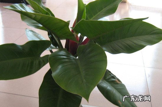 绿帝王图片和养殖技术 绿帝王养殖方法