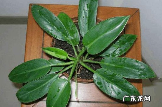 绿帝王图片和养殖技术 绿帝王养殖方法