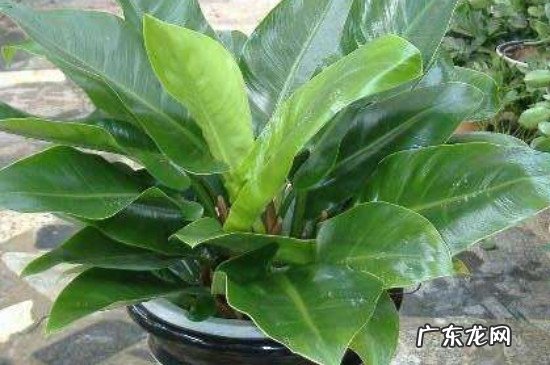 绿帝王图片和养殖技术 绿帝王养殖方法