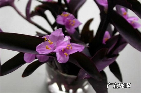 紫鸭趾草的功效与作用 紫鸭跖草的功效与作用