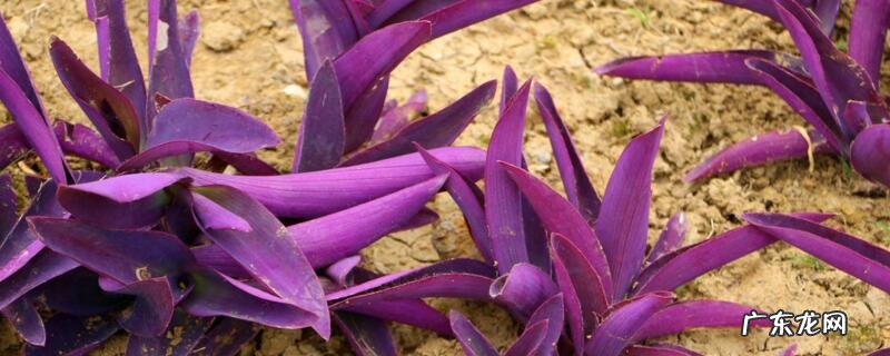 紫鸭趾草的功效与作用 紫鸭跖草的功效与作用