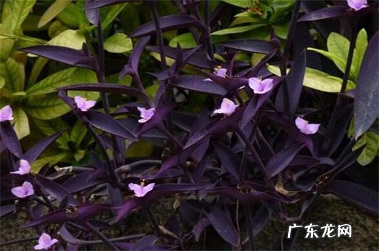 紫鸭趾草的功效与作用 紫鸭跖草的功效与作用