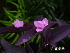 紫叶鸭跖草 紫鸭跖草有何特性