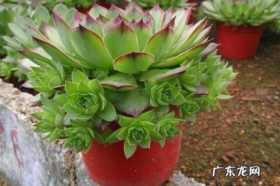 观音莲冬季的养殖方法和注意事项 驱蚊观音莲的养殖方法和注意事项