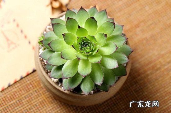 观音莲冬季的养殖方法和注意事项 驱蚊观音莲的养殖方法和注意事项