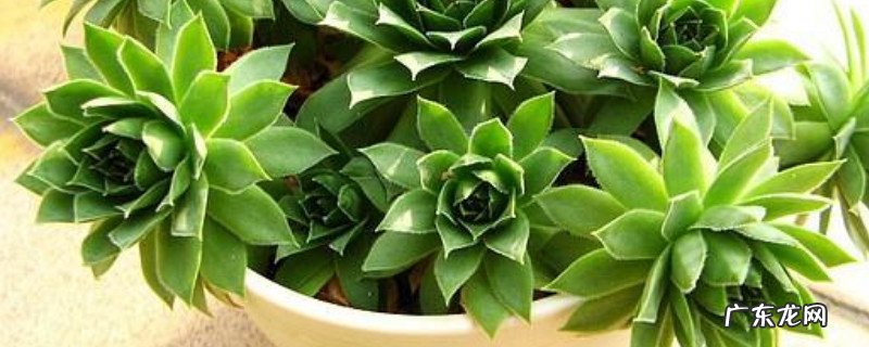 观音莲冬季的养殖方法和注意事项 驱蚊观音莲的养殖方法和注意事项