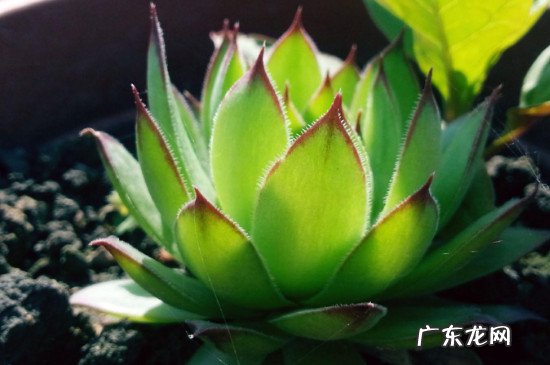 观音莲冬季的养殖方法和注意事项 驱蚊观音莲的养殖方法和注意事项