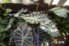 观音莲枯叶怎么处理 黑叶观音莲烂叶怎么办
