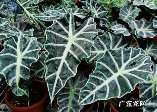 黑叶竹芋养殖方法 黑叶芋怎么养