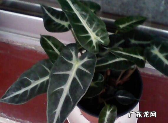 黑叶竹芋养殖方法 黑叶芋怎么养