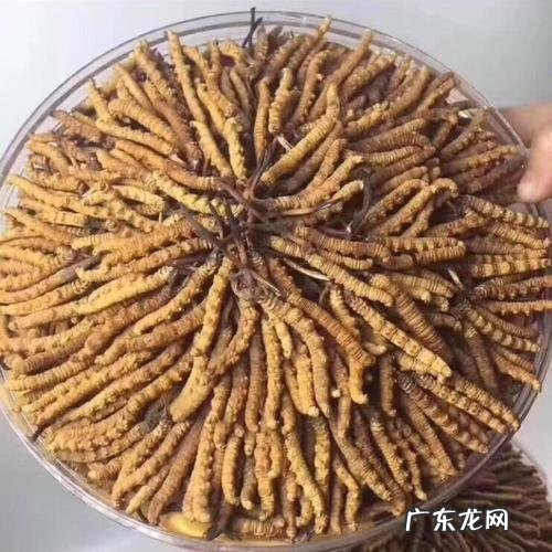 现在虫草大概多少钱一斤?虫草价格行情如何?