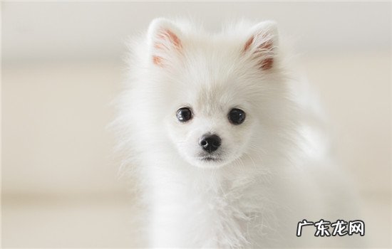 俊介什么品种的狗 俊介君是什么狗