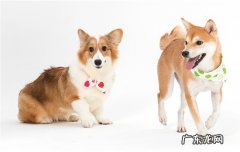 杜宾犬适合家庭养吗 杜宾为什么几乎没人养