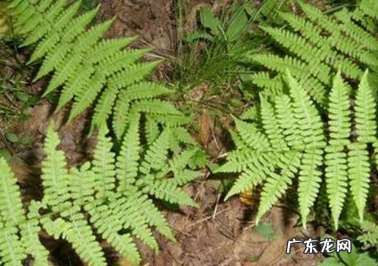 贯众是什么植物裸子还是被子 贯众是什么植物