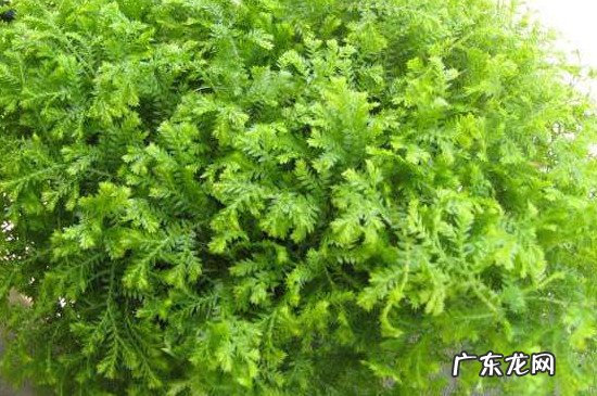 翠云草可以水养吗 翠云草的养殖方法和注意事项