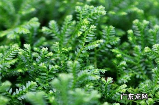 翠云草可以水养吗 翠云草的养殖方法和注意事项