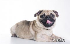 小鹿犬多少钱一只 小鹿犬的缺点