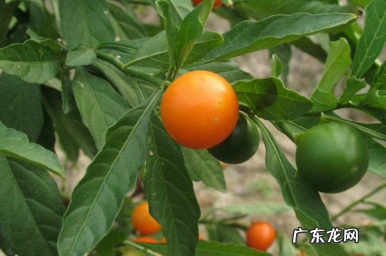 珊瑚樱有什么药用价值 珊瑚樱可以吃吗
