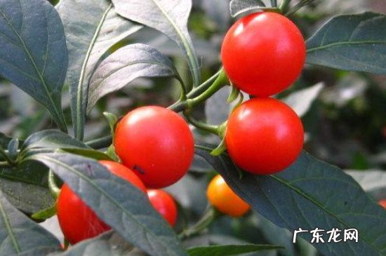 珊瑚樱有什么药用价值 珊瑚樱可以吃吗