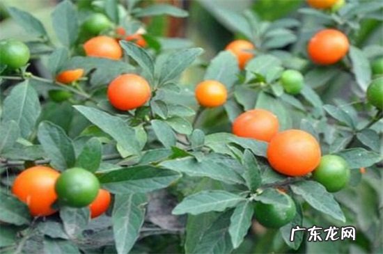 冬珊瑚的养殖方法和注意事项 冬珊瑚的繁殖方法