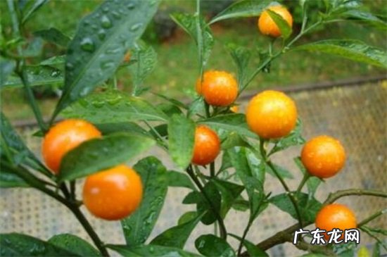 冬珊瑚的养殖方法和注意事项 冬珊瑚的繁殖方法