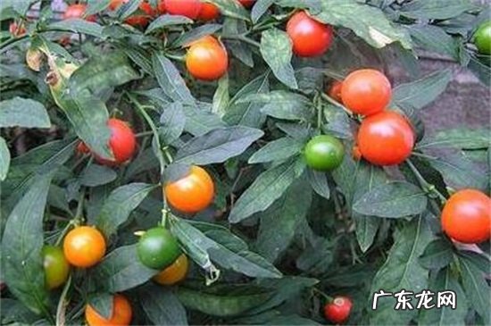 冬珊瑚的养殖方法和注意事项 冬珊瑚的繁殖方法