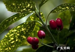 怎样科学培育东瀛珊瑚