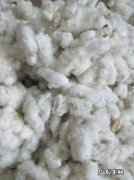今年的棉花价格多少钱一斤？棉花质量标准有哪些？ 今天籽棉价格多少钱一斤