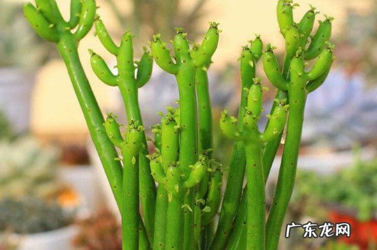 光棍树干瘪了怎么救回 光棍树烂根了如何挽救