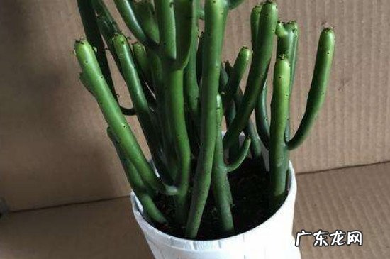 光棍树干瘪了怎么救回 光棍树烂根了如何挽救