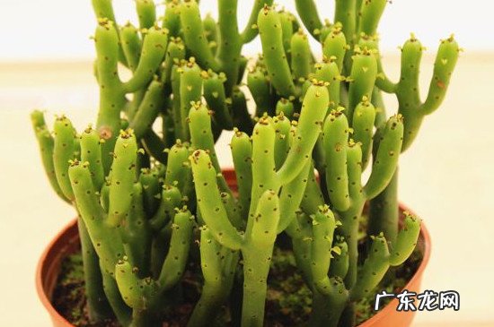 光棍树干瘪了怎么救回 光棍树烂根了如何挽救